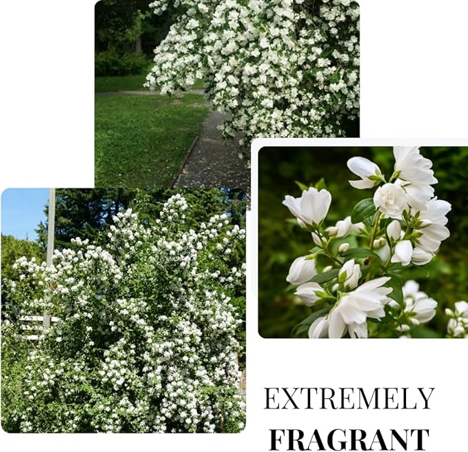 1 Year Old Philadelphus Mock Orange Bush Tree Live Plant, Very Fragrant, Cold Hardy, Dormant in Winter