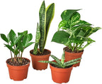 Easy Care Live Plants for Indoor | Different Houseplants in Multiple Sizes | Real House Plant for Living Room, Office, Desk & Bathroom