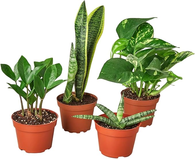 Easy Care Live Plants for Indoor | Different Houseplants in Multiple Sizes | Real House Plant for Living Room, Office, Desk & Bathroom