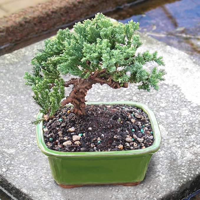 Brussel's Bonsai - Live Green Mound Juniper Bonsai Tree, Outdoor Bonsai Tree Live Plant, Medium Bonsai for Patio Garden Décor, Easy Care Evergreen Bonsai (Medium)