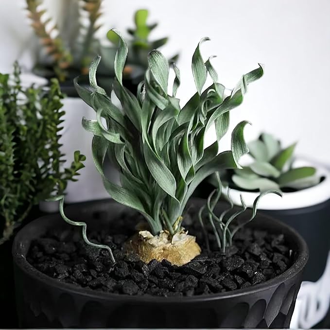200PCS/BAG Green Succulents for DIY Bonsai and Potted Flowers - Vibrant Garden Delight