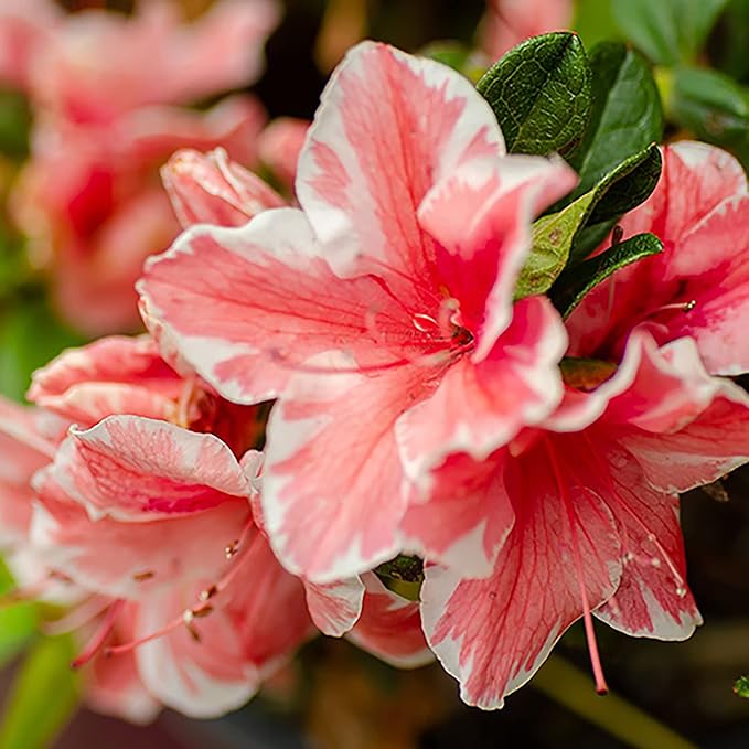 Encore Azalea 1 Gal. Autumn Sunburst Azalea Shrub