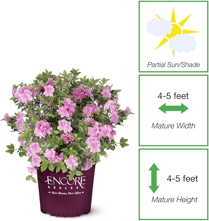 Perfect Plants Encore Autumn Carnation Azalea in 3 Gallon Pot | Live Evergreen Shrub | Pink Flowers that Rebloom Spring & Fall | Perfect for Outdoor Planting in Zones 6-10 | Rhododendron