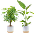 Costa Farms White Bird of Paradise & Money Tree Live Plants in Decorative Pots, Large Indoor Houseplants, Home, Room, or Office Decor, House Warming or Birthday Gift, 3-4 Feet, Pack of 2