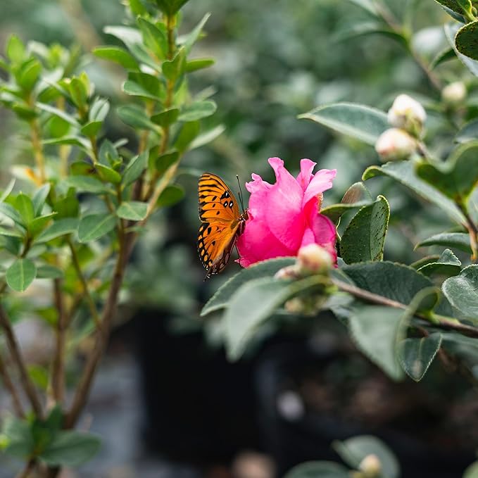 PERFECT PLANTS Kanjiro Camellia Shrub 1 Gallon | Live Plant for Outdoor Planting | Hot Pink Flowers with Evergreen Foliage | Perfect for Sun or Shade Garden