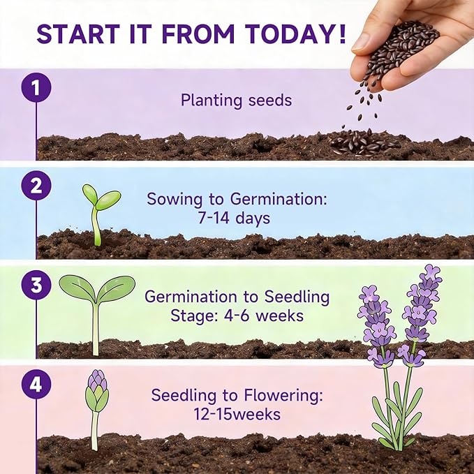 Groundio 1500+ English Lavender Seeds for Planting, Non-GMO | Heirloom | High Germination Dwarf Lavender Herb Seeds for Indoor & Outdoor Pollinator Attract (Lavandula Angustifolia)