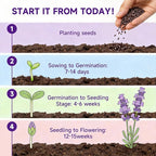 Groundio 1500+ English Lavender Seeds for Planting, Non-GMO | Heirloom | High Germination Dwarf Lavender Herb Seeds for Indoor & Outdoor Pollinator Attract (Lavandula Angustifolia)