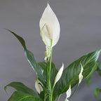 Altman Plants Peace Lily Plant Decor with 6 Inch White Plant Pot, Easy to Grow House Plant, Desk Plant & Office Plant, Easy Plant Gift, Air Purifying Plants Grow in Indoor Plant Potting Soil Mix