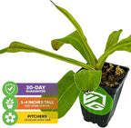 Alata Pitcher Plant - Nepenthes Live Carnivorous Plant by Wellspring Gardens - Easy to Grow Starter Bulbs Great for Nature Lovers & Gardeners - Outdoor & Indoor Aquatic (2-Pack)