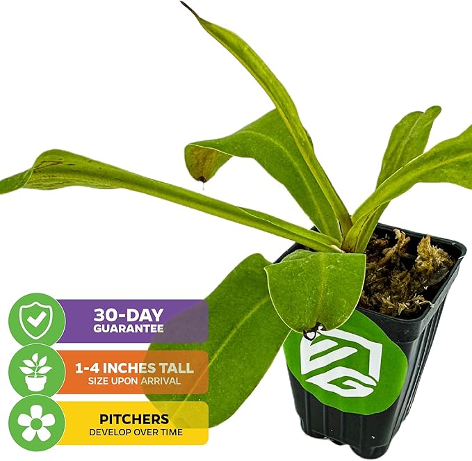 Alata Pitcher Plant - Nepenthes Live Carnivorous Plant by Wellspring Gardens - Easy to Grow Starter Bulbs Great for Nature Lovers & Gardeners - Outdoor & Indoor Aquatic (2-Pack)