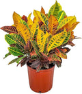 Croton Petra Plant - Tropical Foliage Plant Live - Overall Height 20" to 24" - Tropical Plants of Florida