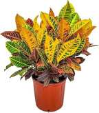 Croton Petra Plant - Tropical Foliage Plant Live - Overall Height 20" to 24" - Tropical Plants of Florida