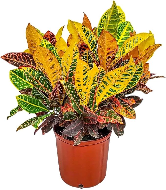 Croton Petra Plant - Tropical Foliage Plant Live - Overall Height 20" to 24" - Tropical Plants of Florida