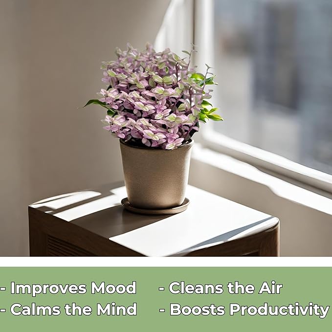 Live Succulents 4.5 Inch Pink Lady Callisia Repens with Hanging Basket - Turtle Vine Succulents Plants Live - Fully Rooted Easy to Grow Houseplants for Home Office Wedding Decor & Gift