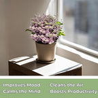 Live Succulents 4.5 Inch Pink Lady Callisia Repens with Hanging Basket - Turtle Vine Succulents Plants Live - Fully Rooted Easy to Grow Houseplants for Home Office Wedding Decor & Gift