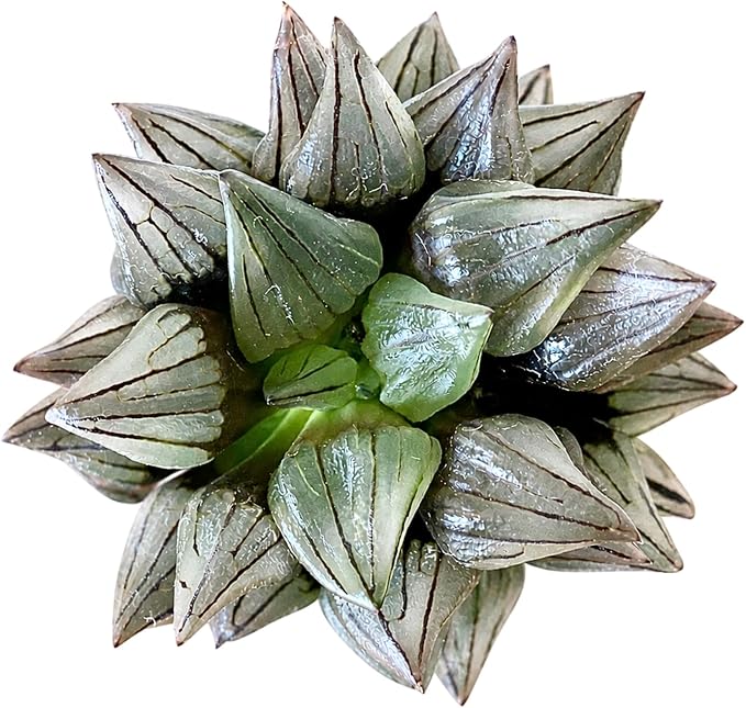 Haworthia Magnifica VAR. Atrofusca 'Watermelon' - Rare Haworthia Succulent Plants – Unique Varieties | Live Indoor Plants | Low-Maintenance | Great for Collectors, Home, Office, and Gifts