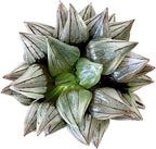 Haworthia Magnifica VAR. Atrofusca 'Watermelon' - Rare Haworthia Succulent Plants – Unique Varieties | Live Indoor Plants | Low-Maintenance | Great for Collectors, Home, Office, and Gifts