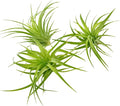 Live Air Plants - Tillandsia Geminiflora 3-6" - 3ct – ragnaroc Live Indoor Plant - Live Arrival Guaranteed - House Plants for Home Decor & Gift