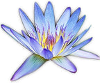 Live Aquatic Plant Nymphaea Geena Blue Tropical Water Lilies Tuber for Aquarium Freshwater Fish Pond by Greenpro