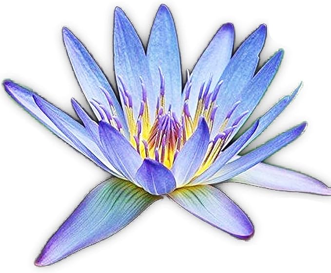 Live Aquatic Plant Nymphaea Geena Blue Tropical Water Lilies Tuber for Aquarium Freshwater Fish Pond by Greenpro