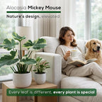 Alocasia Mickey Mouse (4 Pack) Live Plant,Rare Indoor Alocasia, Elephant Ear Houseplant,Unique Mickey Mouse Leaf Shape Plant,Tropical Houseplant Live, Starter Size Alocasia Plant for Indoor Home Decor