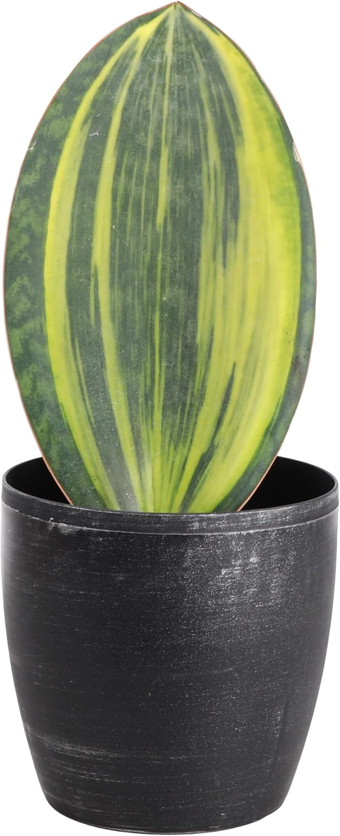 Thorsen's Greenhouse Live Variegated Whale Fin Snake Plant, Low Light, Collector Houseplant, 4-inch Diameter Mature Plant (Brushed Silver)
