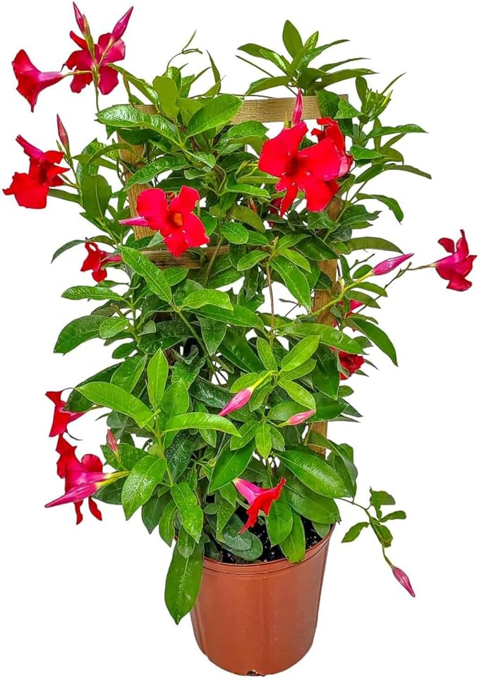 Mandevilla Live Plant - Trellis - Red Giant Flowering Mandevilla - Tropical Plants of Florida - Overall Height 36" (Plant Only)