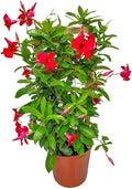 Mandevilla Live Plant - Trellis - Red Giant Flowering Mandevilla - Tropical Plants of Florida - Overall Height 36" (Plant Only)