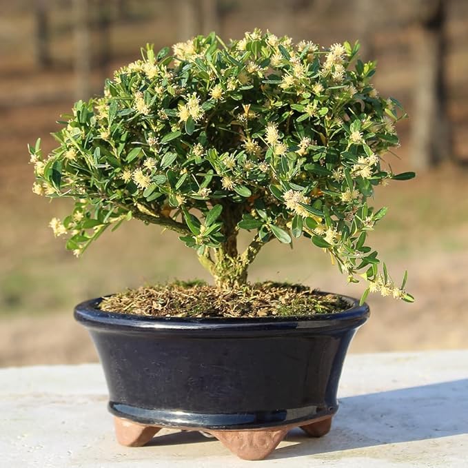 Brussel's Live Harland Boxwood Outdoor Bonsai Tree - 3 Years Old; 6" to 8" Tall with Decorative Container