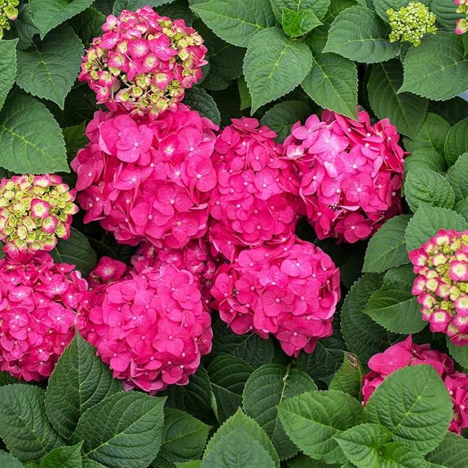 Brighter Blooms - Endless Summer Summer Crush Hydrangea, 2 Gallon - No Shipping to AZ
