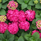 Brighter Blooms - Endless Summer Summer Crush Hydrangea, 1 Gallon - No Shipping to AZ
