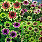 100+ Green Twister Coneflower Flower Seeds for Planting Outdoor-Rare Echinacea Purpurea 'Green Twister' Flower Plant Seeds for Garden Home Deer Resistant Non-GMO