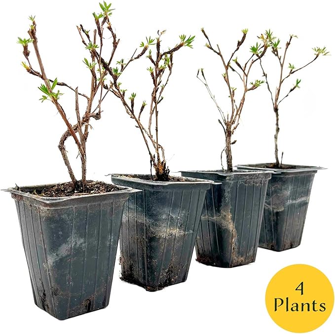 4 Goldfinger Potentilla – Compact Flowering Shrub with Golden Blooms for Borders, Accents & Containers (Potentilla fruticosa ‘Goldfinger’) in 3.5” Cubes, Live Plants