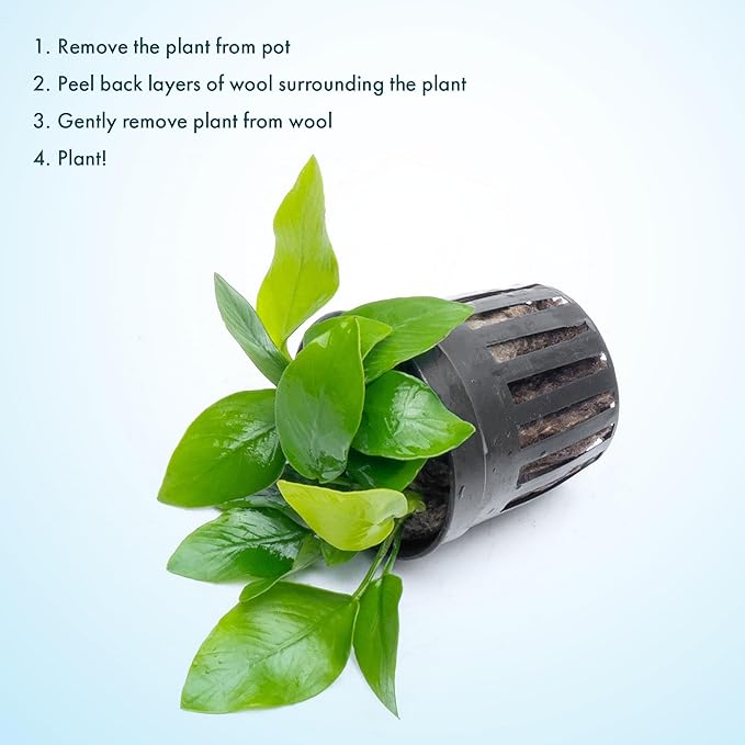 SubstrateSource Anubias Live Aquarium Plants - Potted Freshwater Plant for Fish Tanks, Terrariums - Beginner Friendly Low Light (Nana Golden, 1 Pot)