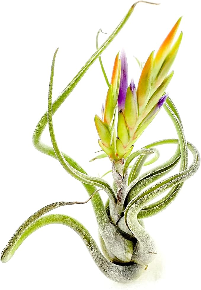 ragnaroc Air Plants - Flowering Tillandsia Caput Medusae, Large 5-7" - 3ct - Live Arrival Guaranteed - House Plants for Home Decor & Gift