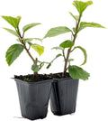 4 Kona Hibiscus | Live Plants in 2.5-inch Nursery Cubes | Hibiscus rosa-sinensis Hybrid Variety | Tropical Evergreen Floral Shrub | Large Pink Double-Blossom Flowers for Home and Garden