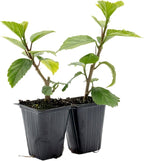 4 Kona Hibiscus | Live Plants in 2.5-inch Nursery Cubes | Hibiscus rosa-sinensis Hybrid Variety | Tropical Evergreen Floral Shrub | Large Pink Double-Blossom Flowers for Home and Garden
