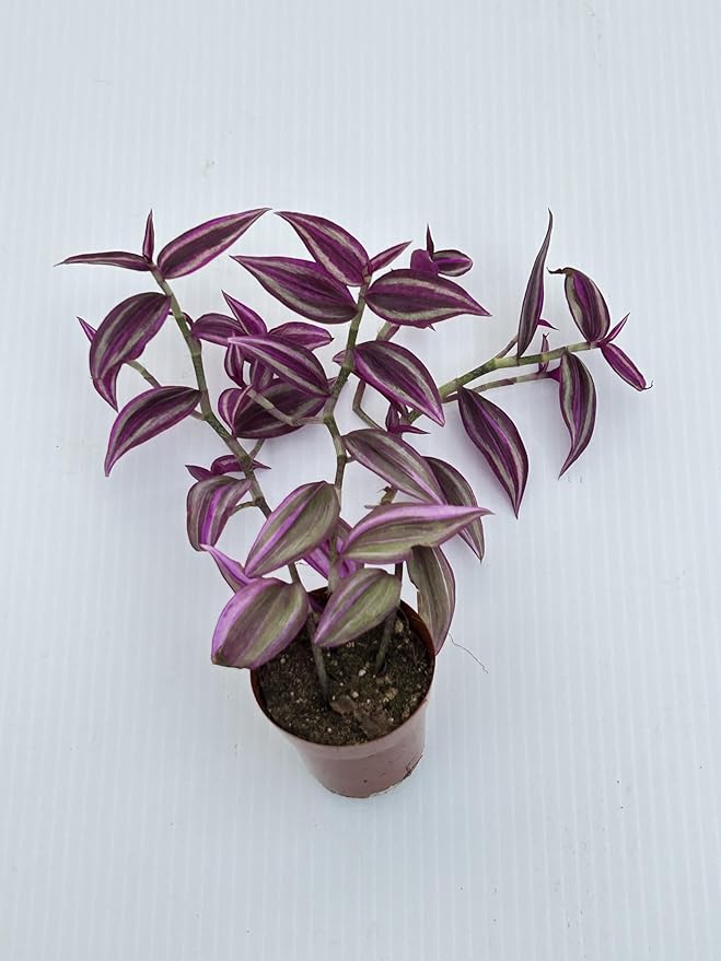 Pink Wandering Jew Live Plant - Tradescantia Pink Paradise, Vibrant Foliage Indoor Houseplant, Air Purifier, Easy to Grow for Home and Office