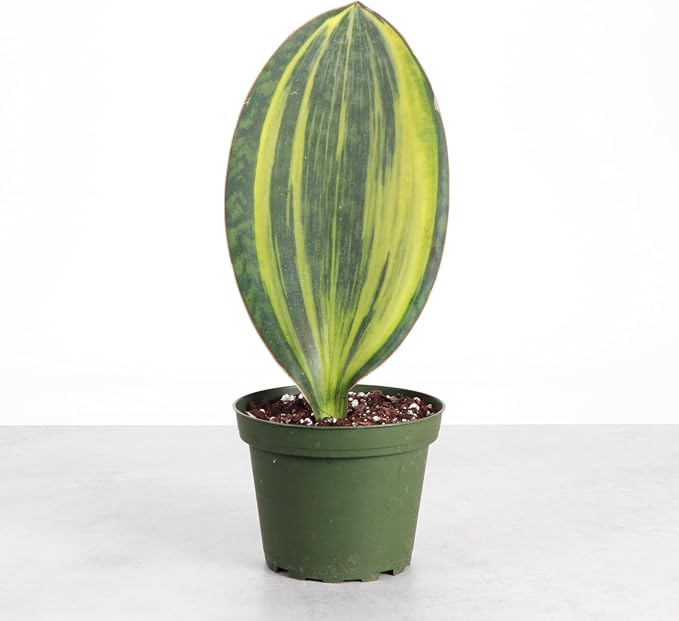 Thorsen's Greenhouse Live Variegated Whale Fin Snake Plant, Low Light, Collector Houseplant, 4-inch Diameter Mature Plant
