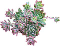 Sprout N Green Sedeveria Markus, Live Succulent Fully Rooted in 4" Pot with Soil Mix, House Plant for Home Office Wedding Hanging Decoration, DIY Projects, Party Favor, Easy to Care, Pets Friendly