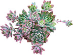 Sprout N Green Sedeveria Markus, Live Succulent Fully Rooted in 4" Pot with Soil Mix, House Plant for Home Office Wedding Hanging Decoration, DIY Projects, Party Favor, Easy to Care, Pets Friendly