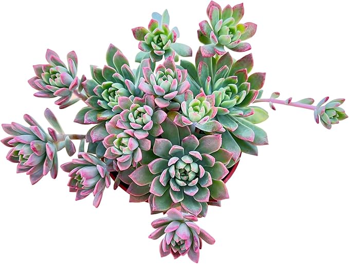 Sprout N Green Sedeveria Markus, Live Succulent Fully Rooted in 4" Pot with Soil Mix, House Plant for Home Office Wedding Hanging Decoration, DIY Projects, Party Favor, Easy to Care, Pets Friendly