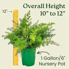 Sprengeri Fern – Live Asparagus Fern in 1 Gallon Nursery Pot – Lush, Cascading Green Foliage for Shade Gardens & Indoor Spaces – Easy-Care Perennial, Thrives in Humidity