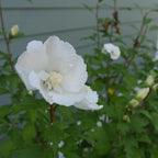 Proven Winners 5 Gal. White Pillar Rose of Sharon (Hibiscus) Shrub
