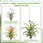 12 Pcs Air Plants Live Holders with Jute Ropes, Soilless Air Plant Hanger Hanging Plant Holder Succulent Hanging Display