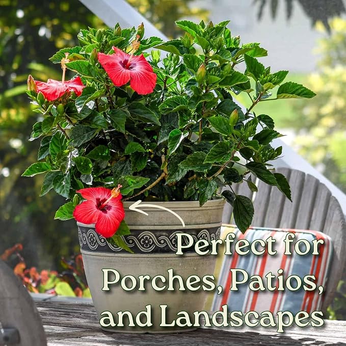 Hibiscus Bush Plant - Pink Flower - Overall Height 26" to 28" - Tropical Plants of Florida (Plant Only)