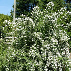 Mock Orange Bush, Philadelphus Shrub Live Plant, Sweet Fragrant Mock Orange Plants Tree Live in Pot, 5-8 Inc Tall