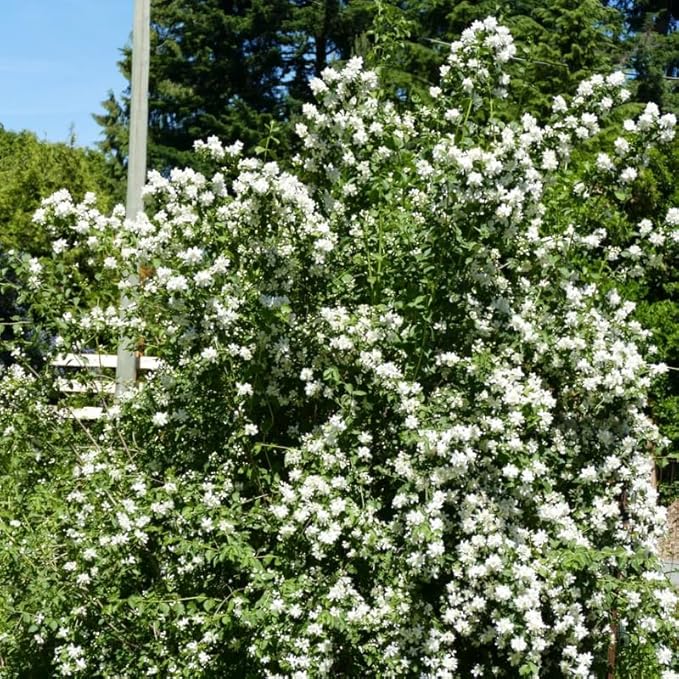 Mock Orange Bush, Philadelphus Shrub Live Plant, Sweet Fragrant Mock Orange Plants Tree Live in Pot, 5-8 Inc Tall
