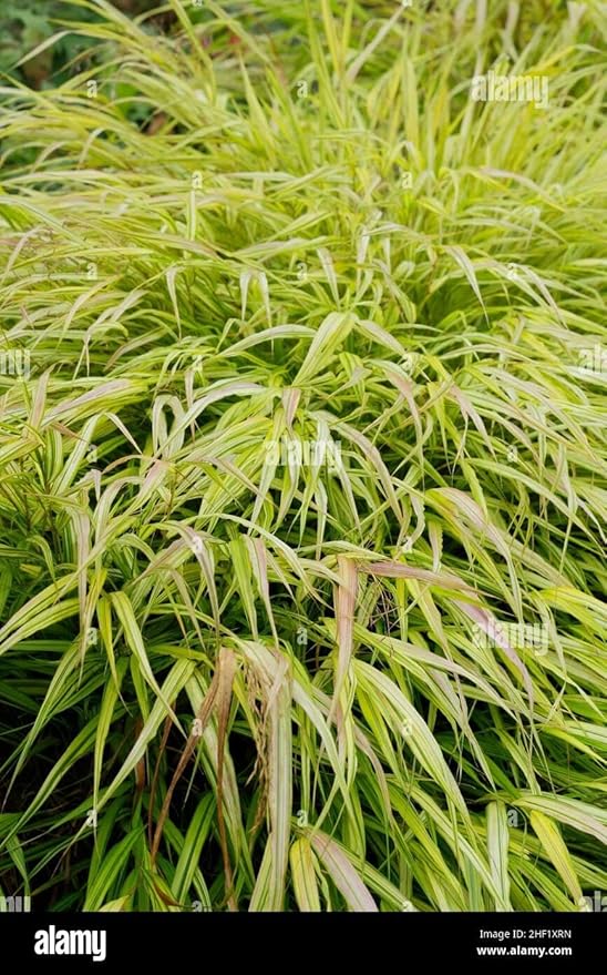 RedCrocus Aureola Japanese Forest Grass Hakone Grass- Deciduous, Shade-Tolerant, Low Maintenance, Container Friendly, Deer Resistant, Pet Safe, Garden, Landscape 1 Gallon
