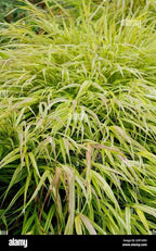 RedCrocus Aureola Japanese Forest Grass Hakone Grass- Deciduous, Shade-Tolerant, Low Maintenance, Container Friendly, Deer Resistant, Pet Safe, Garden, Landscape 1 Gallon
